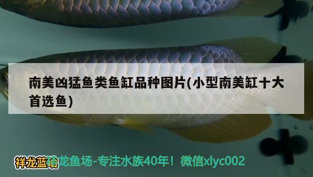 南美兇猛魚類魚缸品種圖片(小型南美缸十大首選魚)