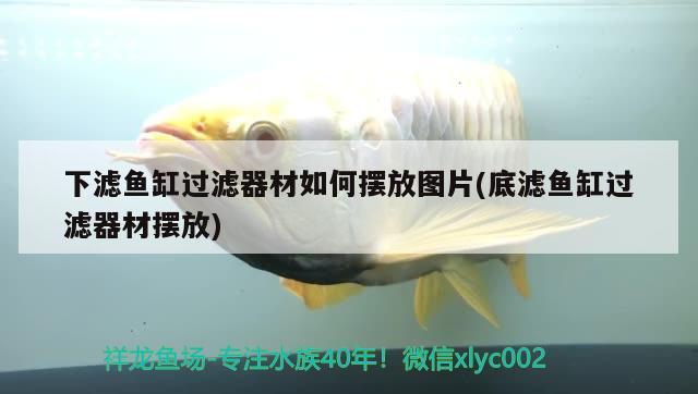 水族亂拍