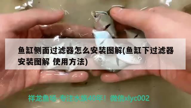 魚缸側(cè)面過濾器怎么安裝圖解(魚缸下過濾器安裝圖解使用方法) 溫控設(shè)備