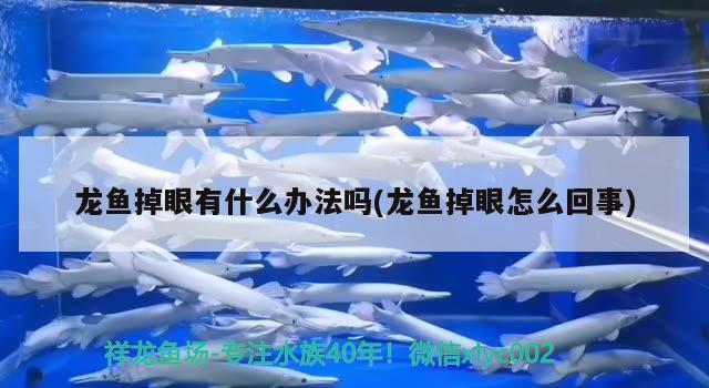 龍魚掉眼有什么辦法嗎(龍魚掉眼怎么回事)