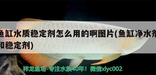 魚(yú)缸水質(zhì)穩(wěn)定劑怎么用的啊圖片(魚(yú)缸凈水劑和穩(wěn)定劑) 成吉思汗鯊（球鯊）魚(yú)