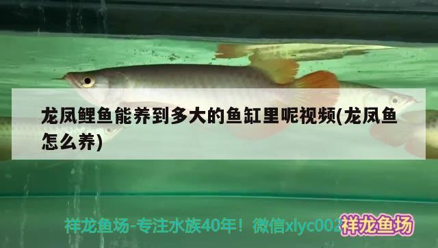 龍鳳鯉魚(yú)能養(yǎng)到多大的魚(yú)缸里呢視頻(龍鳳魚(yú)怎么養(yǎng)) 龍鳳鯉魚(yú)