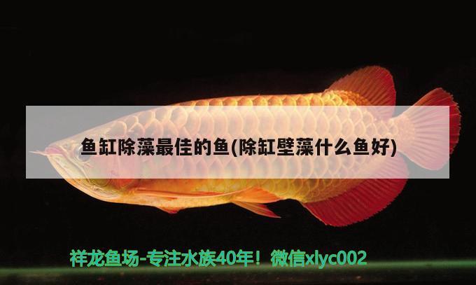 紅魔鬼魚怎么養(yǎng)，家里養(yǎng)什么熱帶魚好