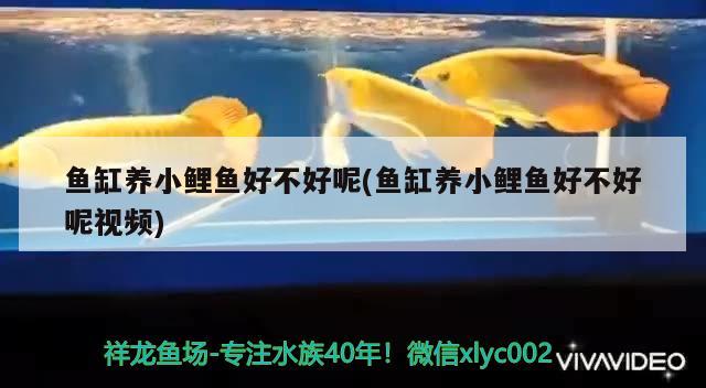 一米五的魚缸造景(一米五的魚缸造景圖) 潛水艇魚