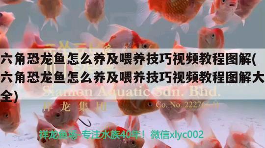 自貢哪里有定制做魚缸的廠家電話 自貢觀賞魚養(yǎng)殖場