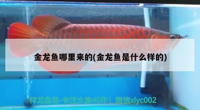 金龍魚哪里來的(金龍魚是什么樣的)