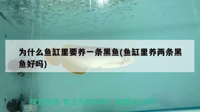 30cm的魚缸可以養(yǎng)蝴蝶鯉嗎(150魚缸養(yǎng)魚幾條蝴蝶鯉) 蝴蝶鯉