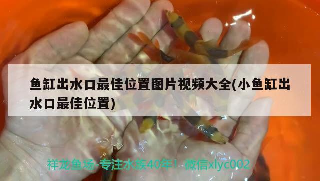 魚缸出水口最佳位置圖片視頻大全(小魚缸出水口最佳位置) 黑帝王魟魚