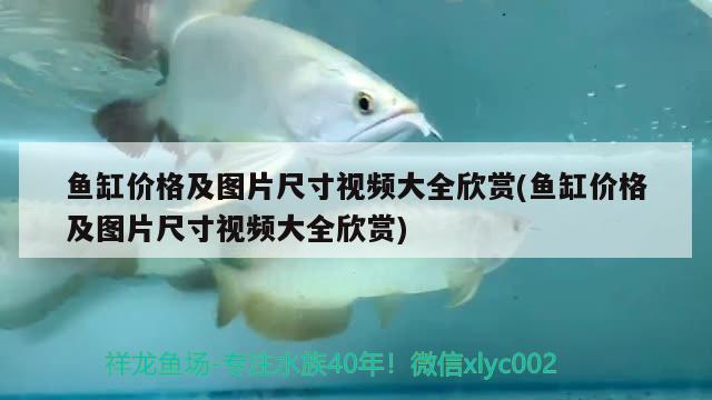 魚缸價格及圖片尺寸視頻大全欣賞(魚缸價格及圖片尺寸視頻大全欣賞) 野彩魚