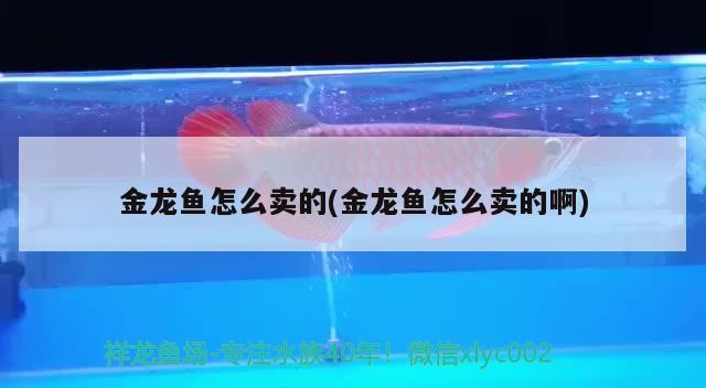 金龍魚怎么賣的(金龍魚怎么賣的啊) 廣州水族器材濾材批發(fā)市場(chǎng)