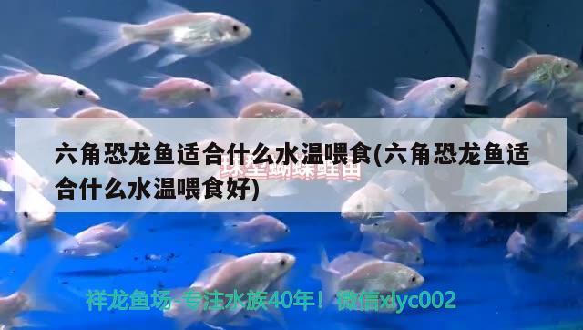 六角恐龍魚適合什么水溫喂食(六角恐龍魚適合什么水溫喂食好)