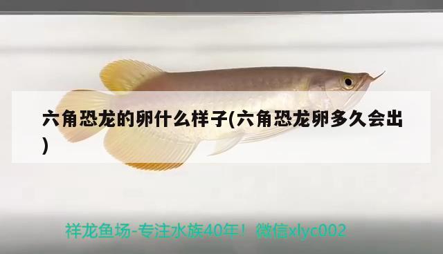 魚缸大全及價(jià)格圖片尺寸表（魚缸圖片價(jià)格大全展示） 藍(lán)底過(guò)背金龍魚 第2張