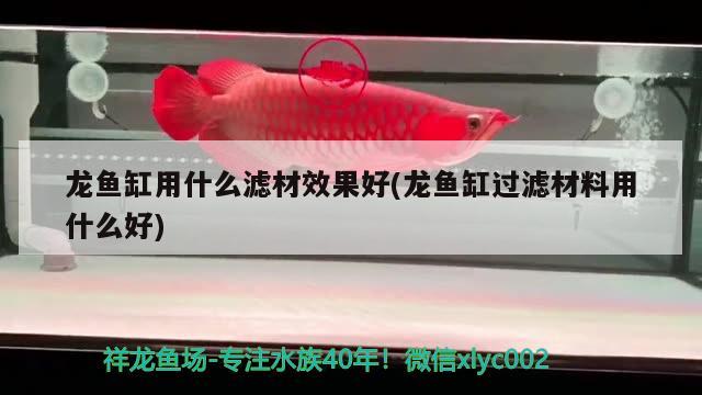 龍魚(yú)缸用什么濾材效果好(龍魚(yú)缸過(guò)濾材料用什么好) 魚(yú)缸百科