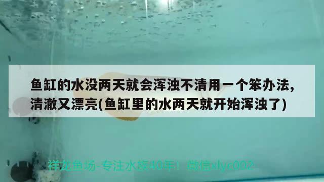 魚缸的水沒兩天就會渾濁不清用一個笨辦法,清澈又漂亮(魚缸里的水兩天就開始渾濁了) 恐龍王魚