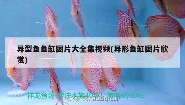 雷龍魚能長多大，能活多久？，雷龍魚和大型雷龍魚最漂亮排行榜對應(yīng)的養(yǎng)殖方式 巴卡雷龍魚 第3張