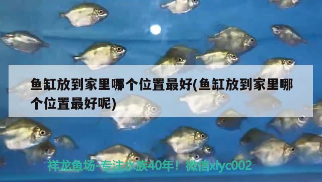 魚缸放到家里哪個位置最好(魚缸放到家里哪個位置最好呢)