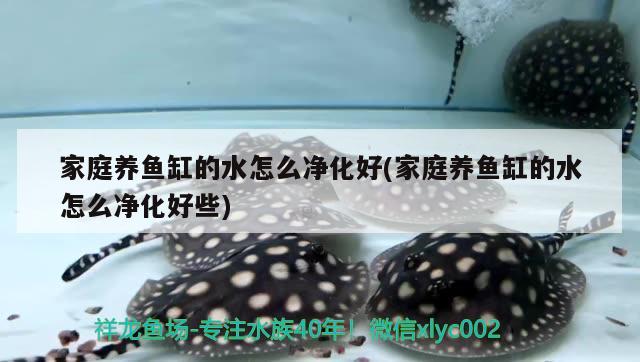 家庭養(yǎng)魚(yú)缸的水怎么凈化好(家庭養(yǎng)魚(yú)缸的水怎么凈化好些)