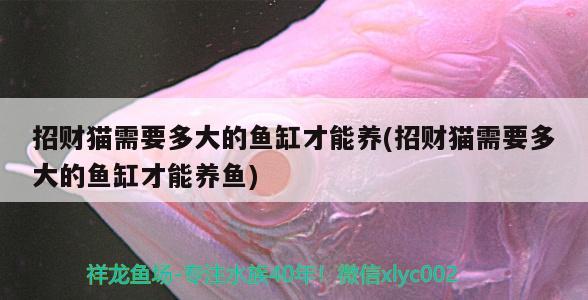 天冷了，該掛側(cè)燈上色了 觀賞魚(yú)論壇 第2張