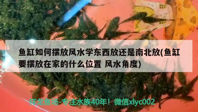 魚缸如何擺放風(fēng)水學(xué)東西放還是南北放(魚缸要擺放在家的什么位置風(fēng)水角度) 魚缸風(fēng)水