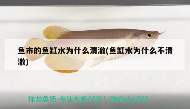 魚市的魚缸水為什么清澈(魚缸水為什么不清澈) 廣州祥龍國(guó)際水族貿(mào)易