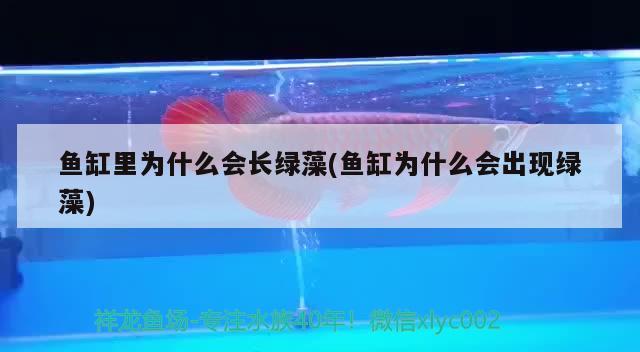 請問大家魚缸對著廚房好嗎，魚缸正對入戶門好不好