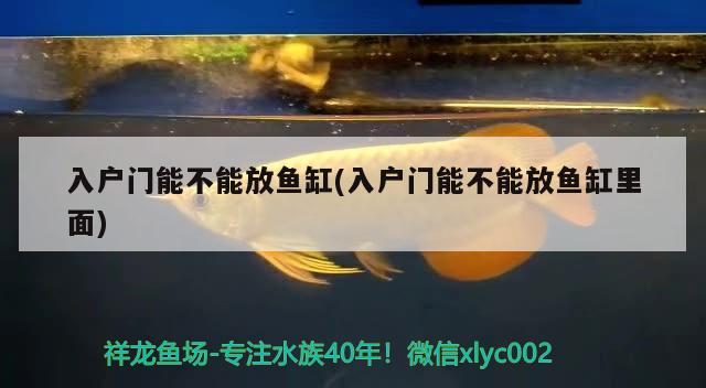 入戶門能不能放魚缸(入戶門能不能放魚缸里面) 魚缸水質(zhì)穩(wěn)定劑