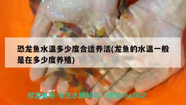 恐龍魚水溫多少度合適養(yǎng)活(龍魚的水溫一般是在多少度養(yǎng)殖)