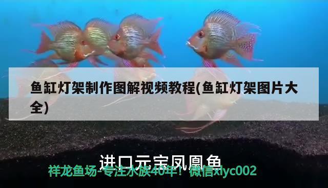 魚缸燈架制作圖解視頻教程(魚缸燈架圖片大全) 白子球鯊魚