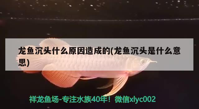 龍魚沉頭什么原因造成的(龍魚沉頭是什么意思) 帝王迷宮