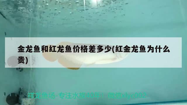 成都二手魚缸回收上門電話多少 成都二手魚缸回收上門電話多少號 帝王血鉆 第2張