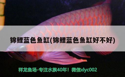 錦鯉藍(lán)色魚缸(錦鯉藍(lán)色魚缸好不好) 狗頭魚