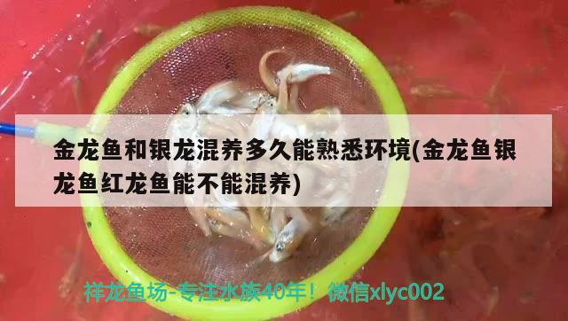 金龍魚和銀龍混養(yǎng)多久能熟悉環(huán)境(金龍魚銀龍魚紅龍魚能不能混養(yǎng)) 銀龍魚