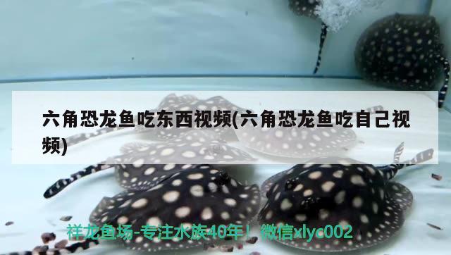 六角恐龍魚吃東西視頻(六角恐龍魚吃自己視頻) 泰國虎魚