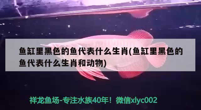 阜陽魚缸水景在哪里買的啊多少錢一張（阜陽魚缸批發(fā)廠家直銷）