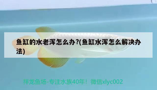 魚(yú)缸的綠苔怎么清理(魚(yú)缸內(nèi)綠苔如何清理)