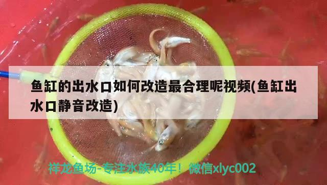 虎紋恐龍魚最低多少度不死（虎紋恐龍魚吃什么食物） 孵化器