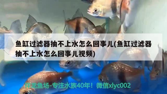 魚缸過濾器抽不上水怎么回事兒(魚缸過濾器抽不上水怎么回事兒視頻)