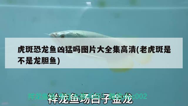 虎斑恐龍魚兇猛嗎圖片大全集高清(老虎斑是不是龍膽魚) 虎斑恐龍魚 第2張