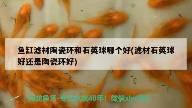 魚缸濾材陶瓷環(huán)和石英球哪個(gè)好(濾材石英球好還是陶瓷環(huán)好) 狗頭魚