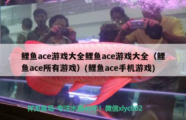 鯉魚ace游戲大全鯉魚ace游戲大全（鯉魚ace所有游戲）(鯉魚ace手機(jī)游戲)