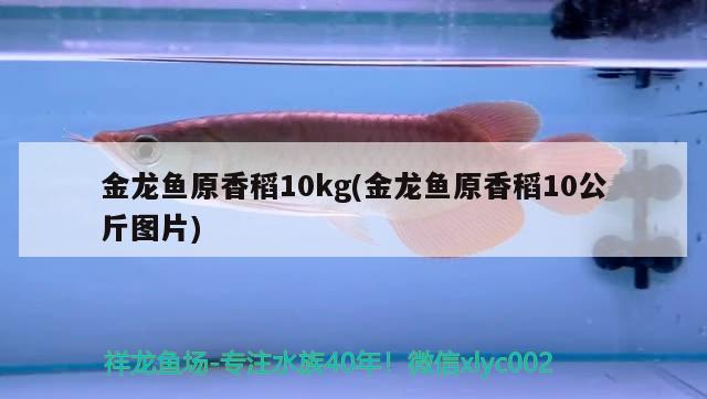 金龍魚(yú)原香稻10kg(金龍魚(yú)原香稻10公斤圖片)