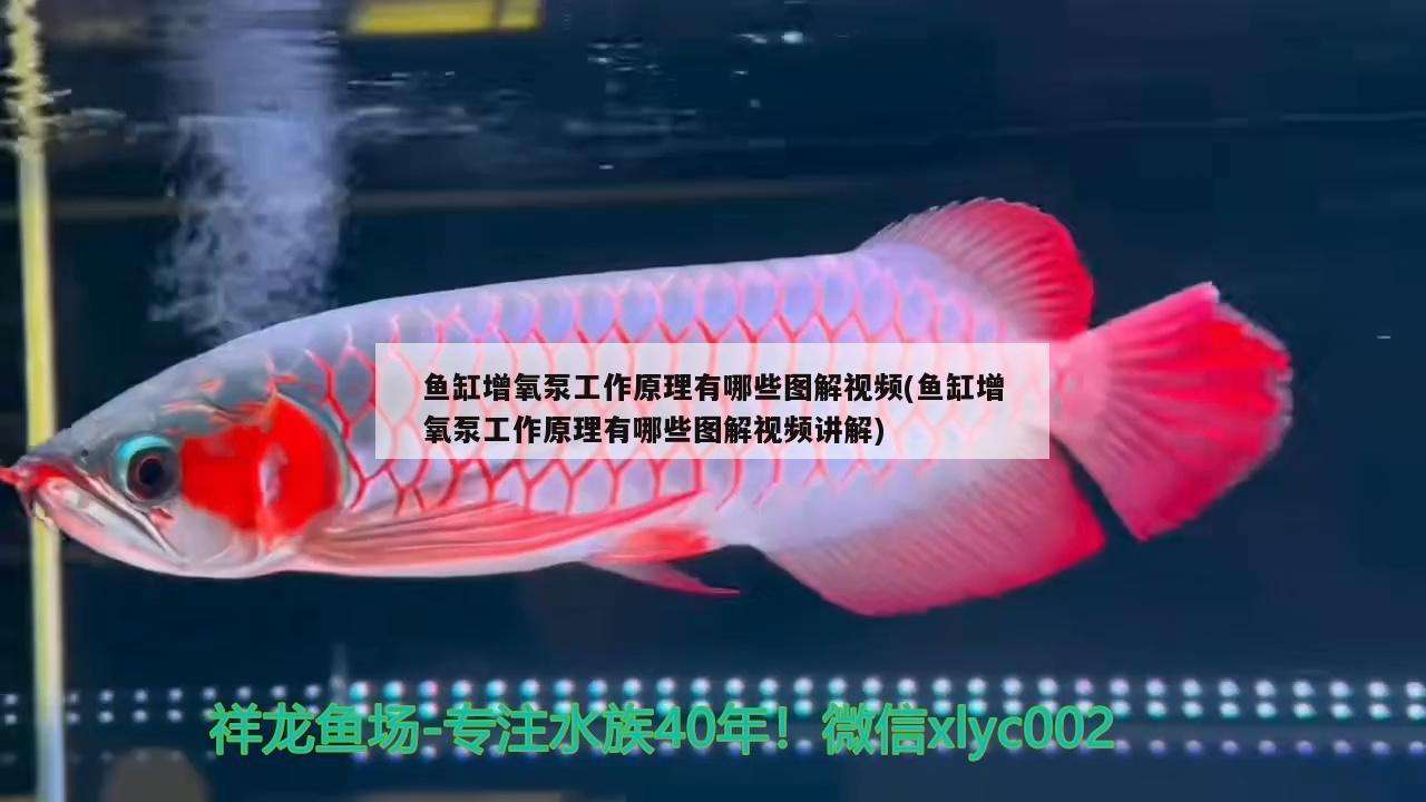 網(wǎng)上買觀賞魚哪家好，附近賣觀賞魚最近的地方 養(yǎng)魚的好處 第3張