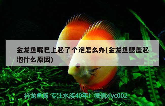 金龍魚(yú)嘴巴上起了個(gè)泡怎么辦(金龍魚(yú)鰓蓋起泡什么原因) 觀賞魚(yú)百科