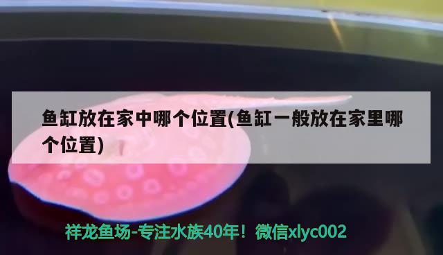 魚缸放在家中哪個(gè)位置(魚缸一般放在家里哪個(gè)位置) 野彩魚