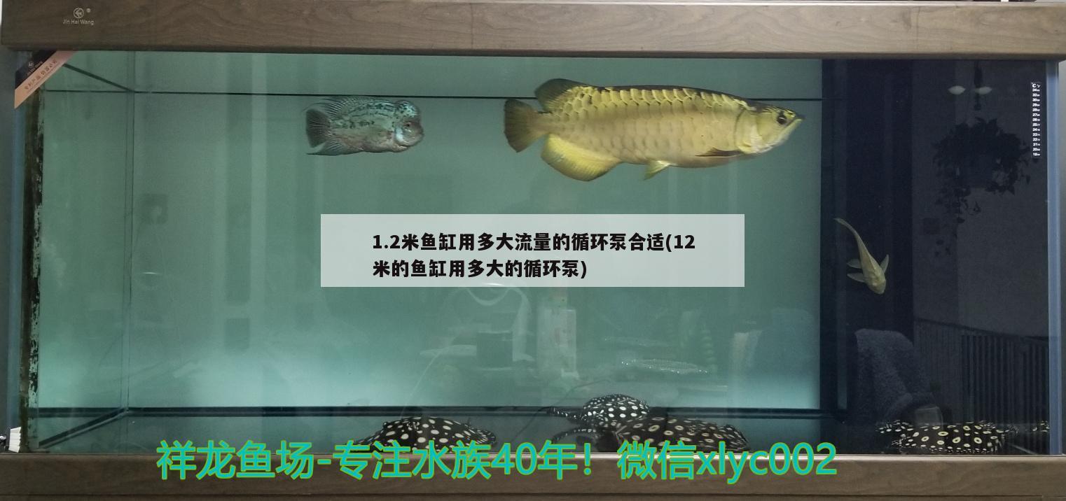 1.2米魚缸用多大流量的循環(huán)泵合適(12米的魚缸用多大的循環(huán)泵)