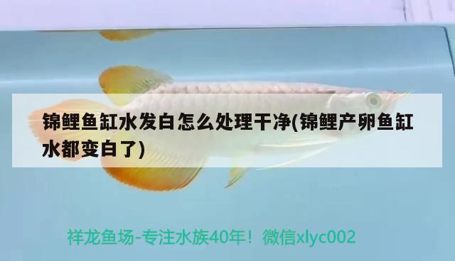 錦鯉魚缸水發(fā)白怎么處理干凈(錦鯉產(chǎn)卵魚缸水都變白了) PH調(diào)節(jié)劑