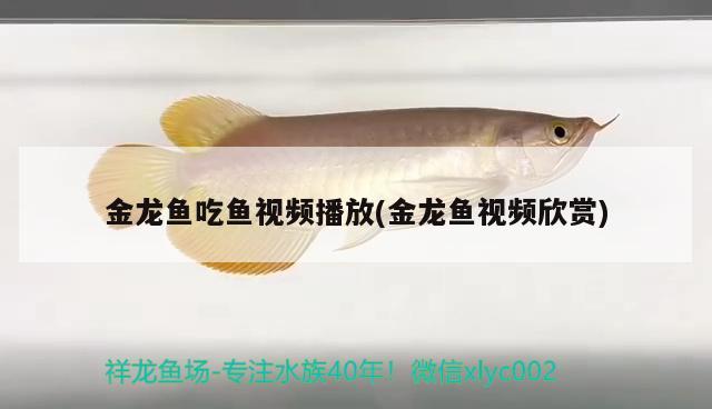 金龍魚(yú)吃魚(yú)視頻播放(金龍魚(yú)視頻欣賞) 雙線側(cè)魚(yú)