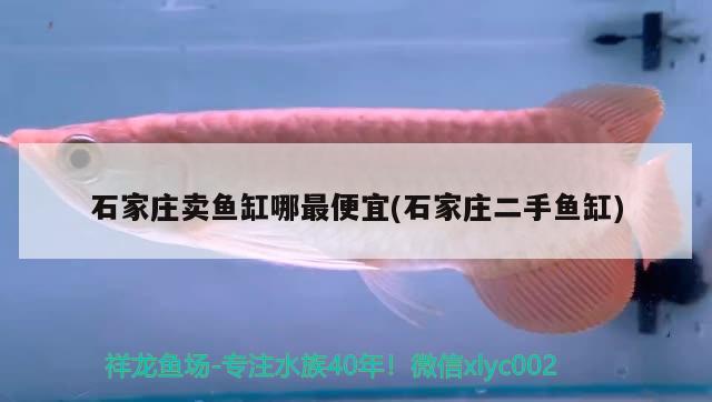 石家莊賣魚缸哪最便宜(石家莊二手魚缸) 廣州水族批發(fā)市場