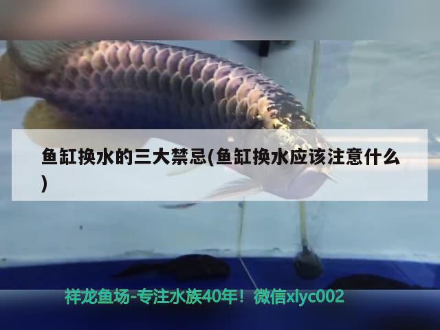 魚缸換水的三大禁忌(魚缸換水應(yīng)該注意什么)