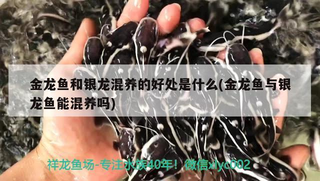 金龍魚和銀龍混養(yǎng)的好處是什么(金龍魚與銀龍魚能混養(yǎng)嗎) 銀龍魚百科